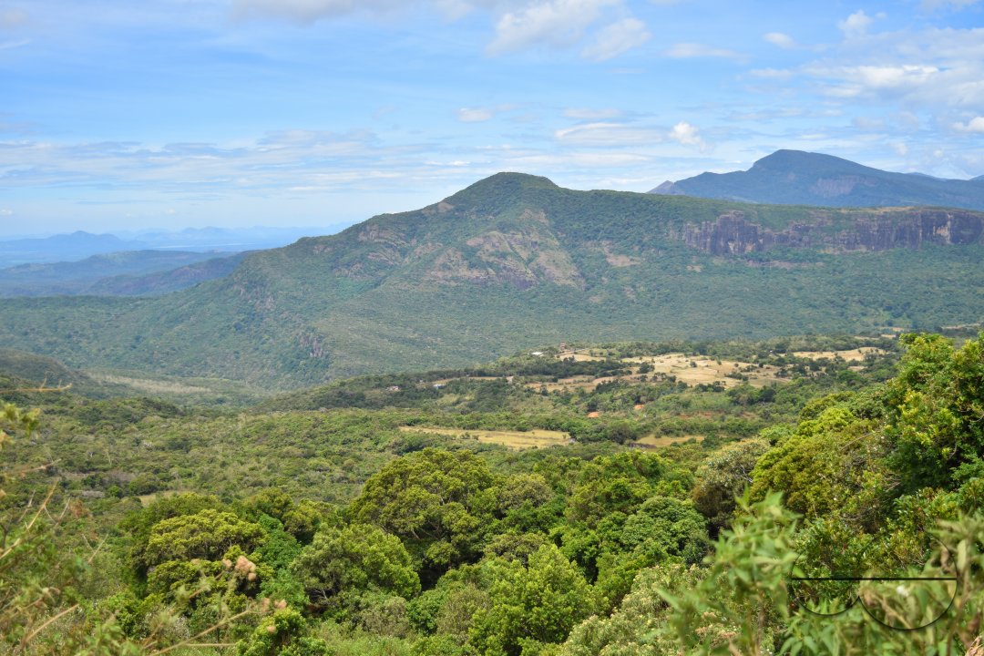 MWC031494