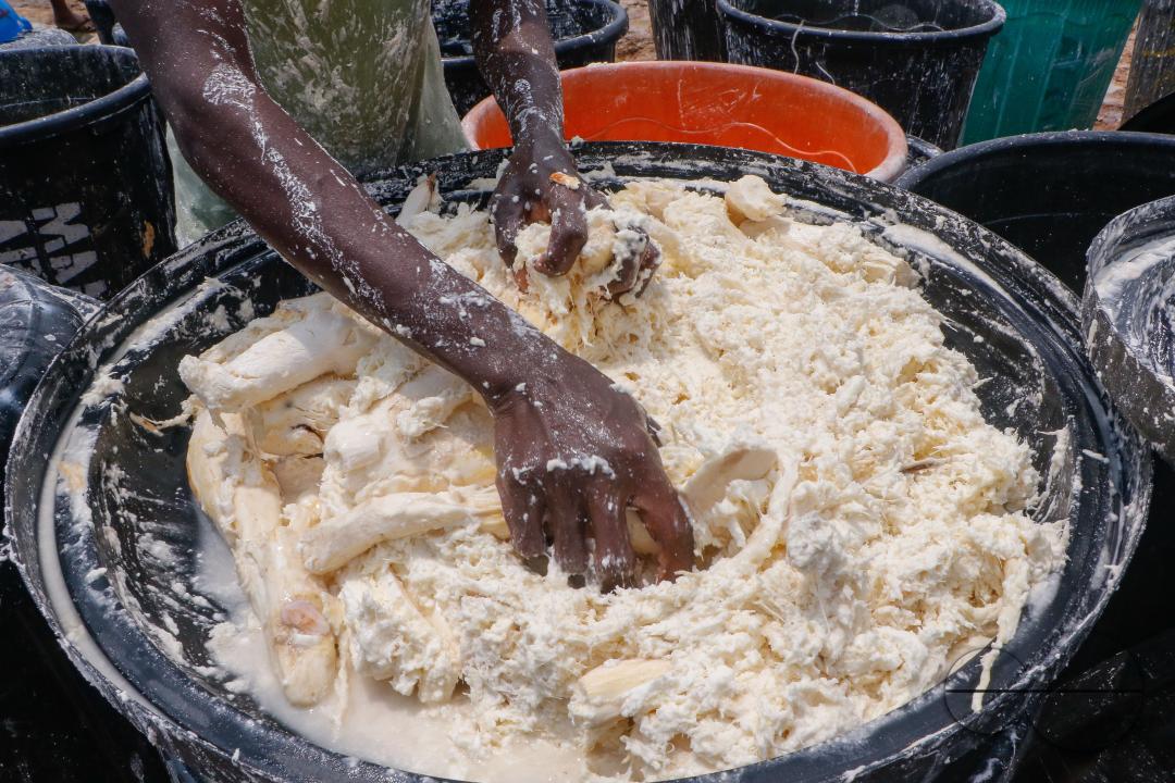 Females in Abuja are struggling and making strides in a local cassava processing factory under difficult conditions to produce flour as they wash out chaff from fermented cassava