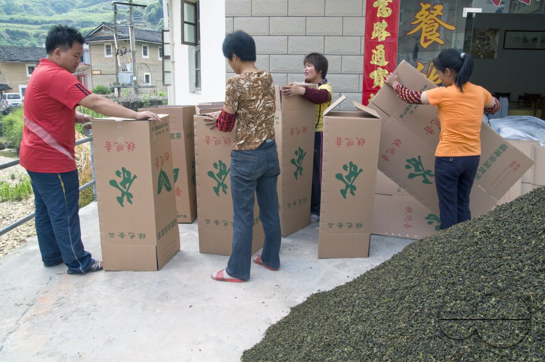 CHINA  Packing tea leaves  after harvest  in Fujian province.