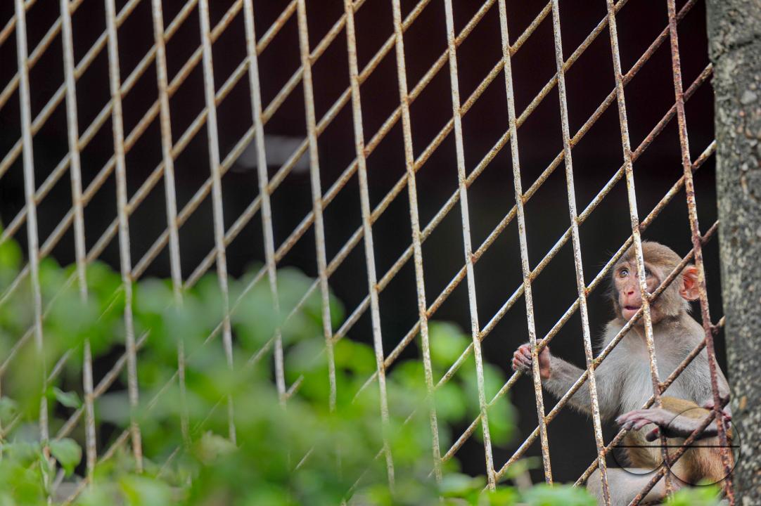 A Rhesus Macaque monkey at the geologist chasnipir (R) Shrine premises is Sylhet