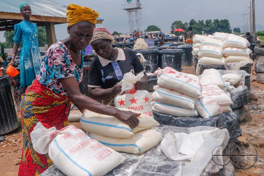 Females in Abuja are struggling and making strides in a local cassava processing factory under difficult conditions to produce flour as they wash out chaff from fermented cassava