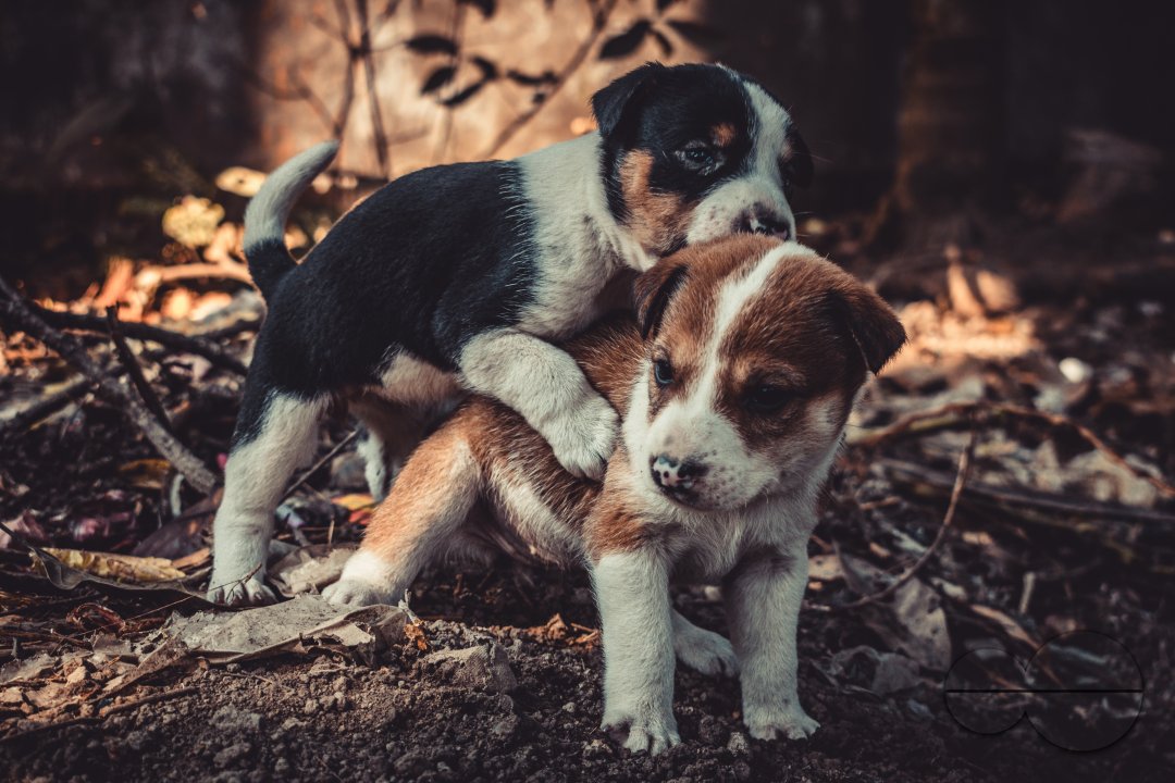 dogs