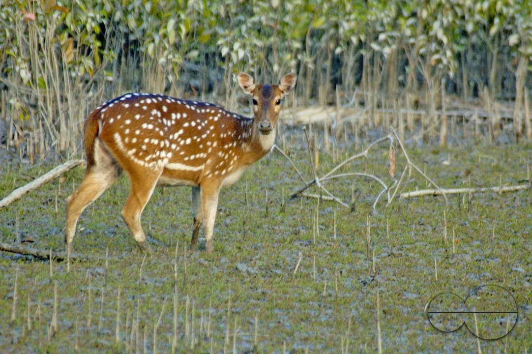 Sundarbans, Khulna, Bangladesh