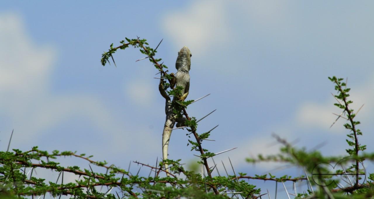 A big lizard on a tree in a rural village