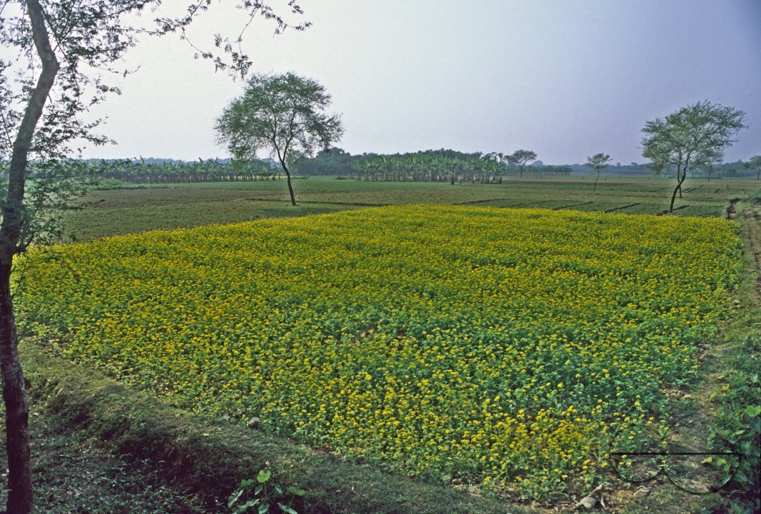 MWC002799