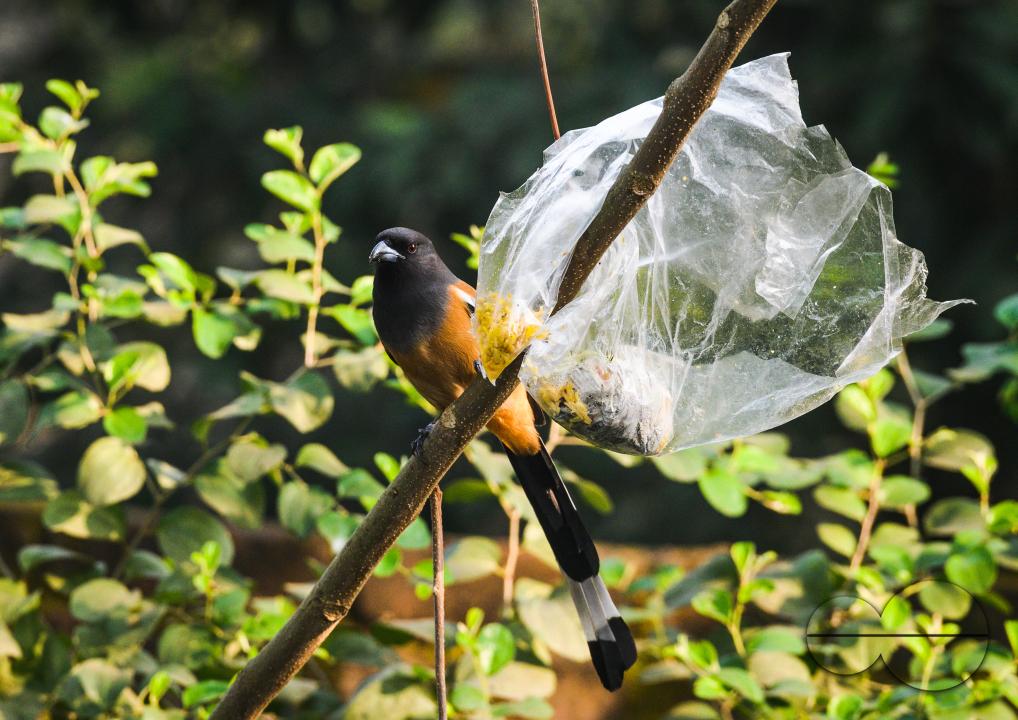 The rufous treepie (Dendrocitta vagabunda) is a treepie, native to the Indian Subcontinent and adjoining parts of Southeast Asia