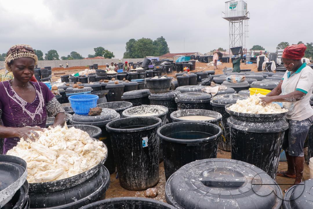Females in Abuja are struggling and making strides in a local cassava processing factory under difficult conditions to produce flour as they wash out chaff from fermented cassava