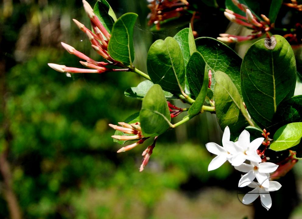 Beautiful wild flowers growing at a garden in rural village in Bangladesh.