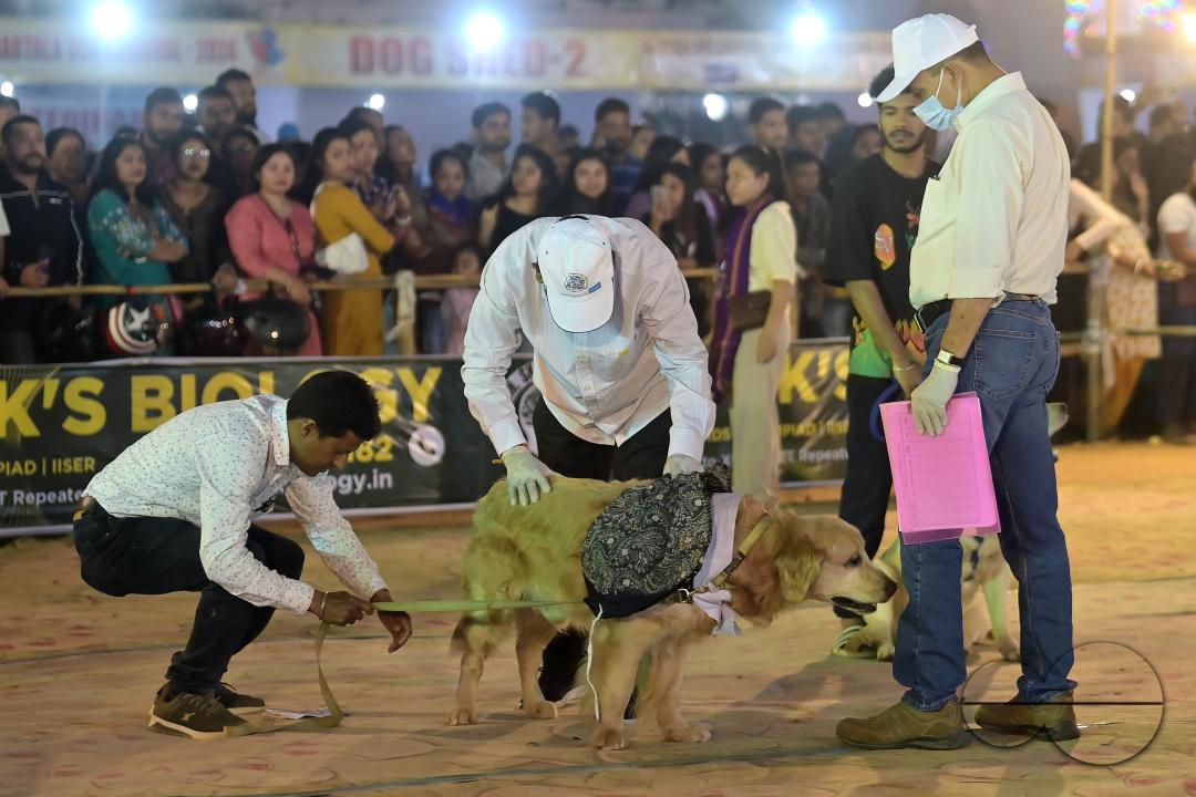 Judges are checking the dogs during the Agartala Dog Carnival-2024, organized by Tripura Veterinary Doctors Association & Pawsome (A social organisation) at Agartala