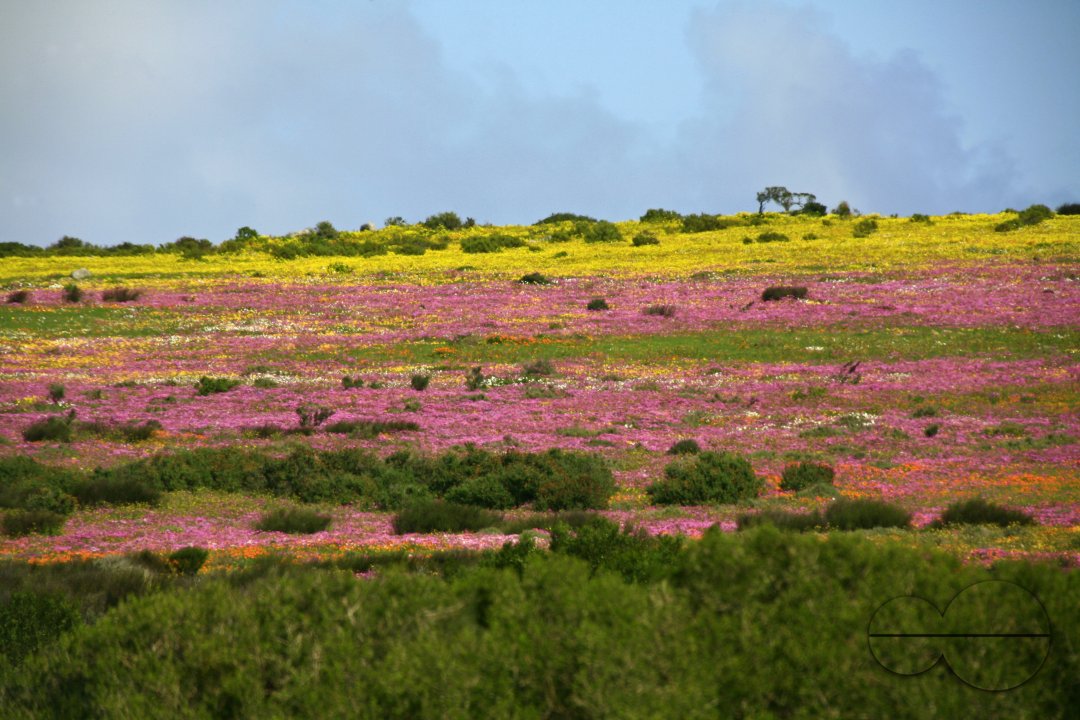 MWC023264