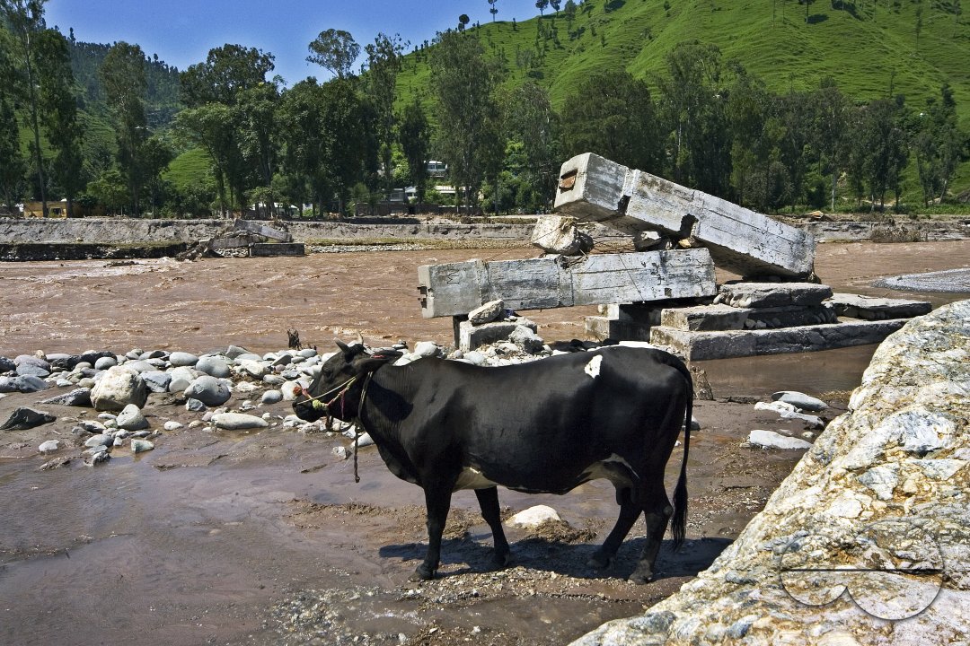 MWC003706