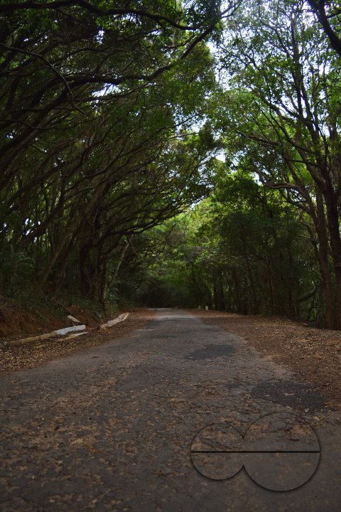 MWC031483