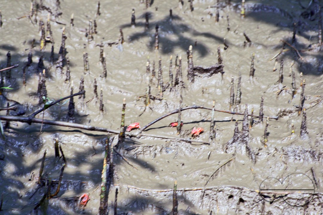 Sundarbans, Khulna