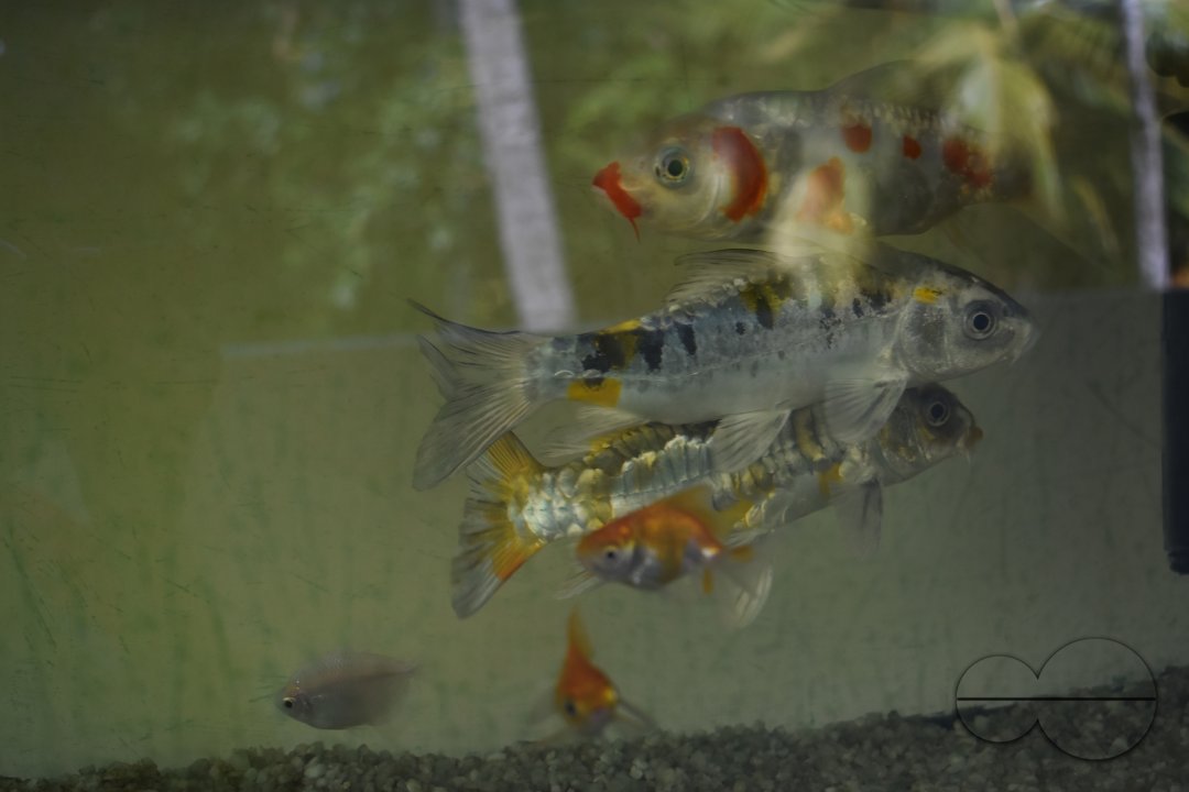 MWC035029