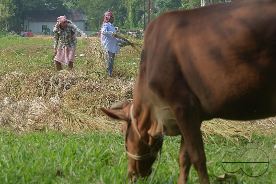 Farmers harvest paddy at a field in Shanmura village, on the outskirts of Agartala