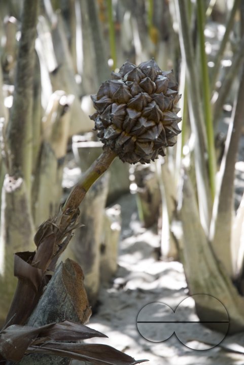 NIpa Palm: Golpata