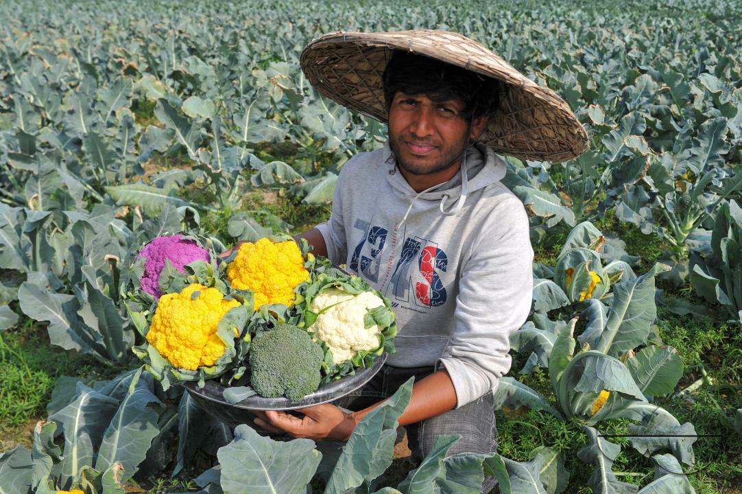 A young farmer with Valentina and Corotina, 2 varieties of cauliflower, which are Anti-diabetic and anti-cancer grown on his fields