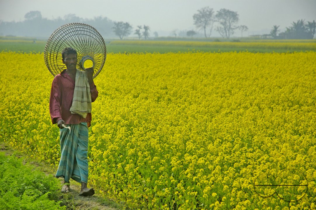 Farmer, Singair