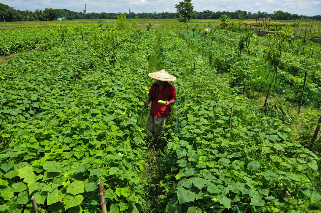 A household farmer is working at a cucumber field in Anantapur area of Kandigao Union of Sadar Upazila