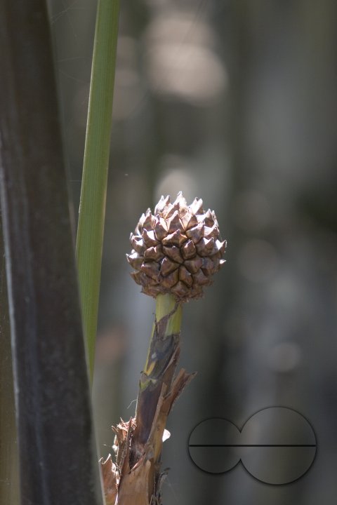 NIpa Palm: Golpata