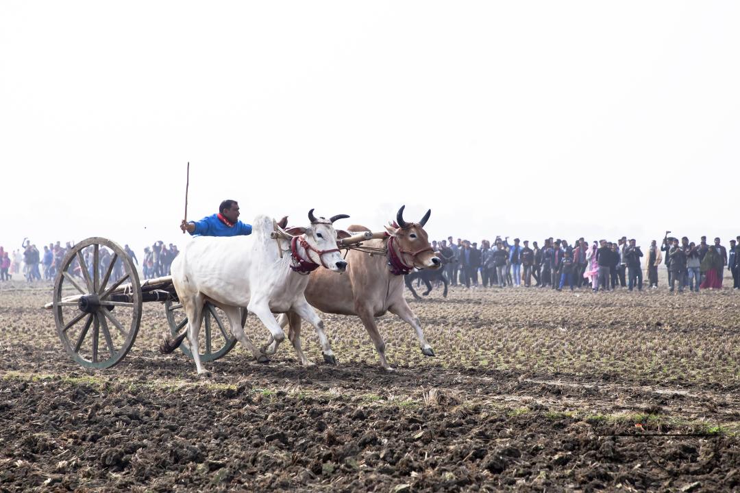 Bullock-carts traditional racing competition at a rural area in Jessore