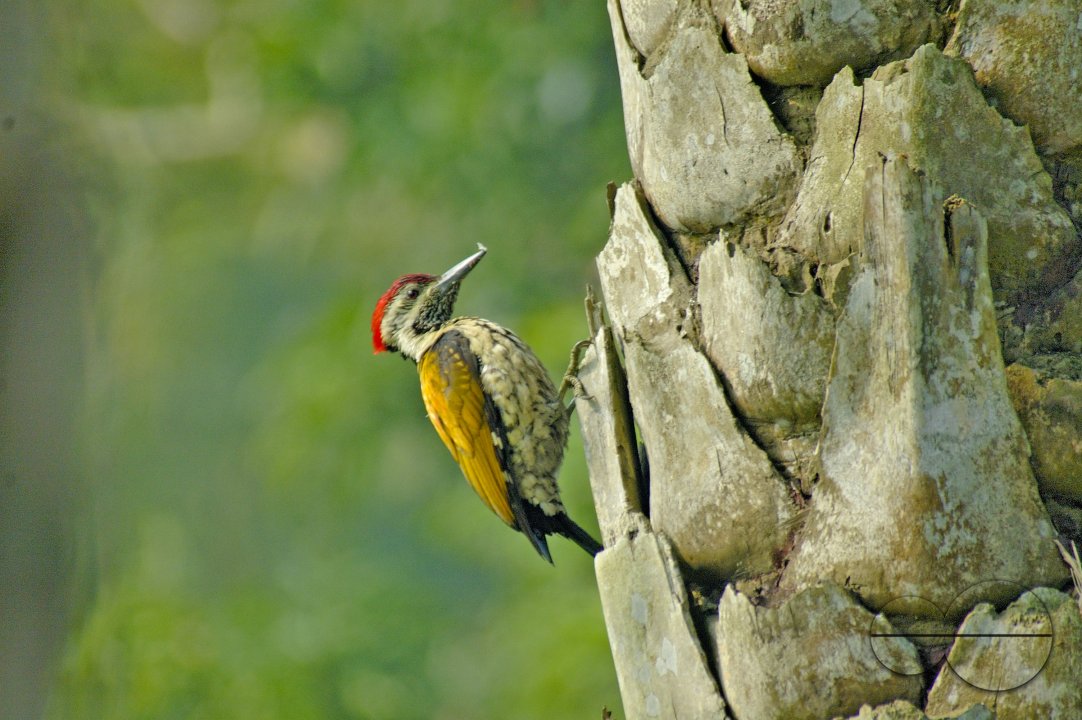 Golden-backed Woodpecker, Singair