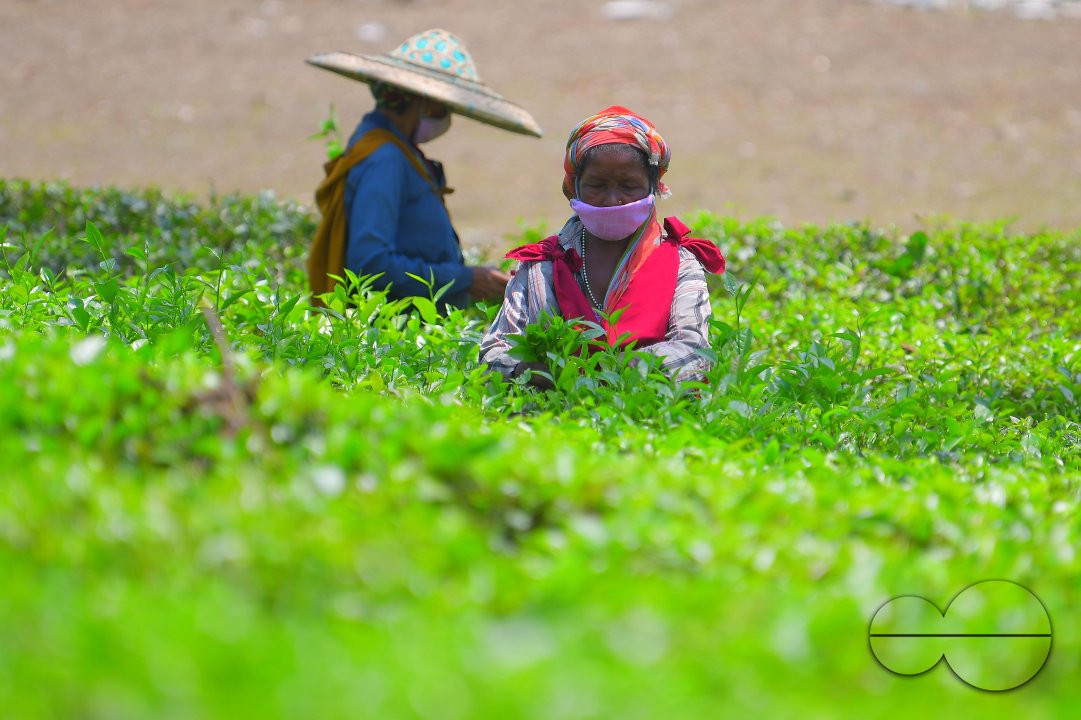 Tea garden workers during lockdown