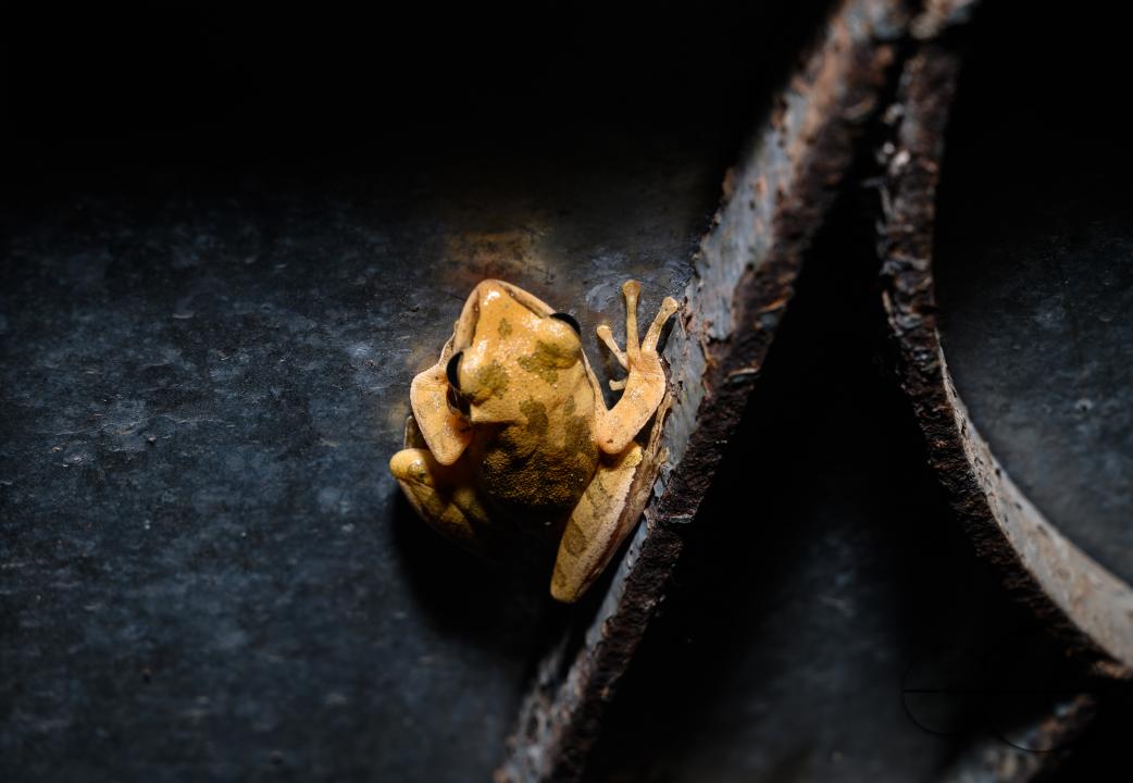 Polypedates bengalensis, the brown blotched Bengal tree frog, is a species of frog in the family Rhacophoridae