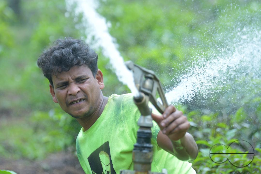 A worker skilfully operates a sprinkler irrigation system, nourishing the Durga Bari tea garden at the onset of the dry season