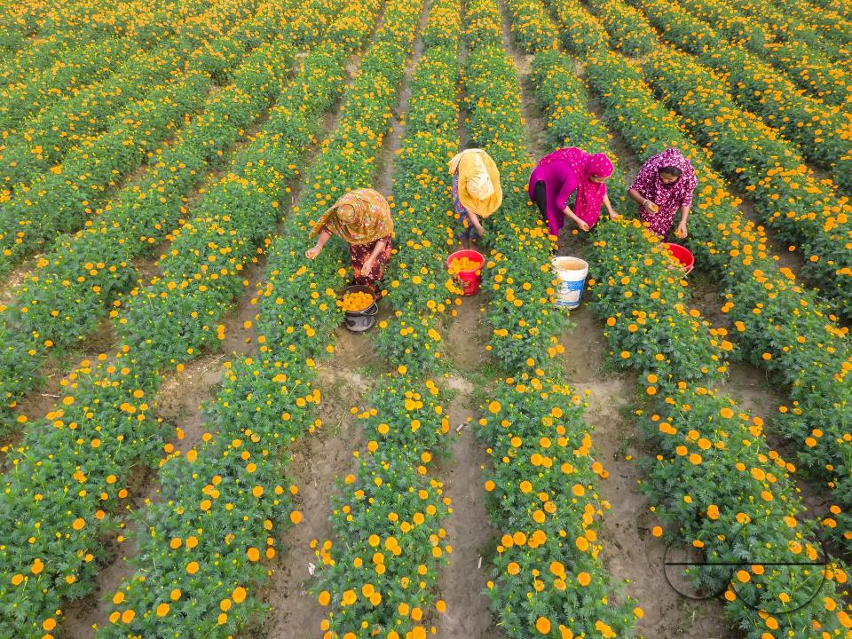 Marigold flowers at a flower garden in Jhikargacha upazila of Godkhali Union of Jessore