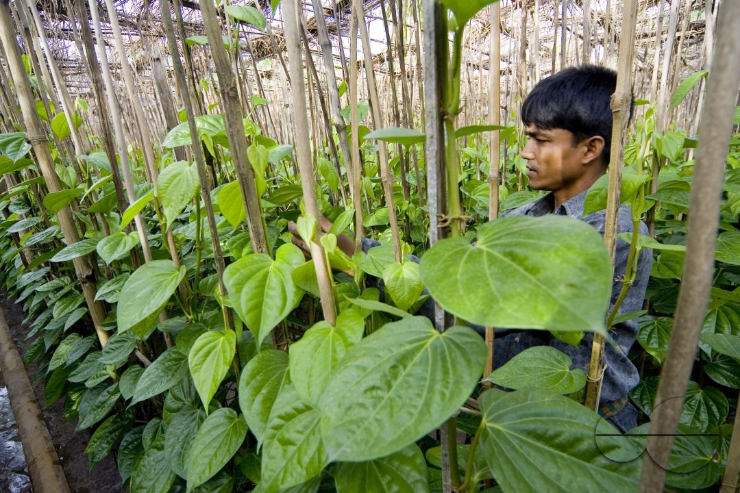 Betel leaf_Bangladesh