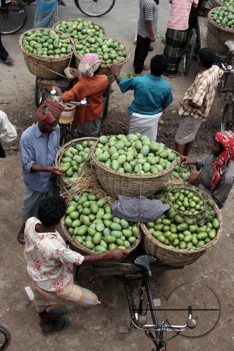 Bangladeshi Birds