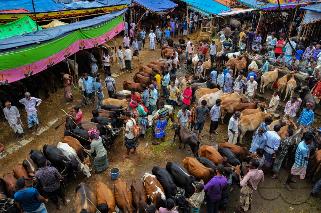 Cow Market