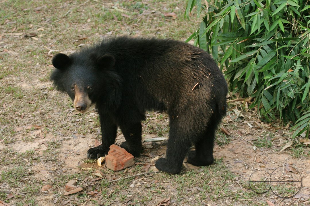Wild Life