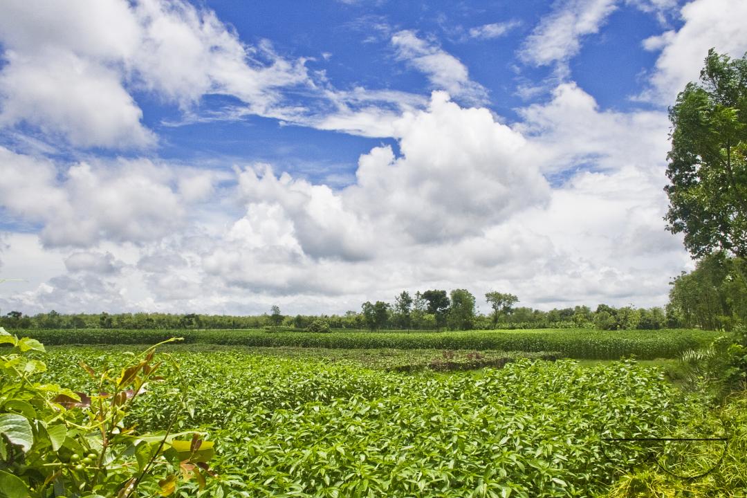 Agricultural land for growing vegetables and fruits