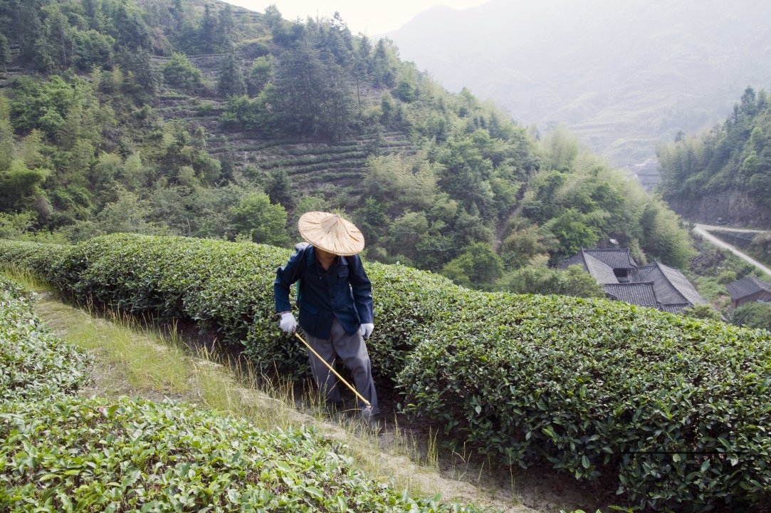 CHINA Peasants spraying fertilized on tea plants during harvest time in Yunnan province.
