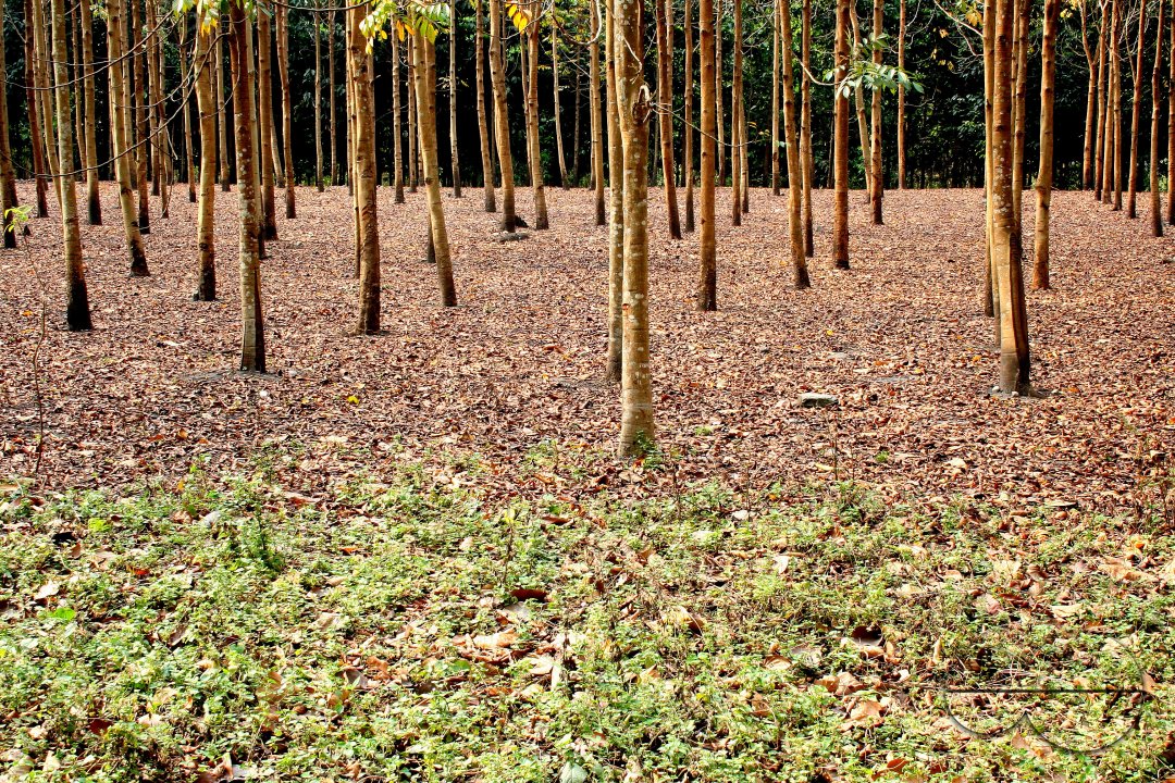 MWC003822