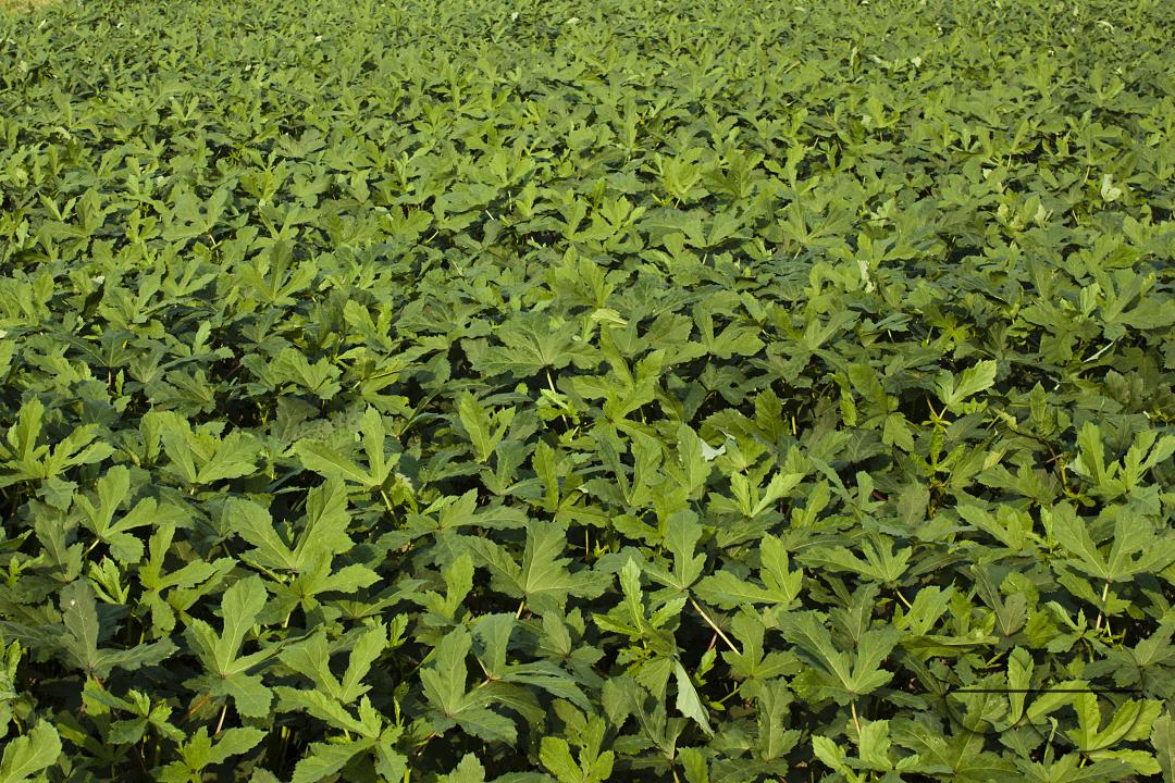 Bangladeshi farmers growing abelmoschus esculentus also called Lady's Finger at a vegetable field