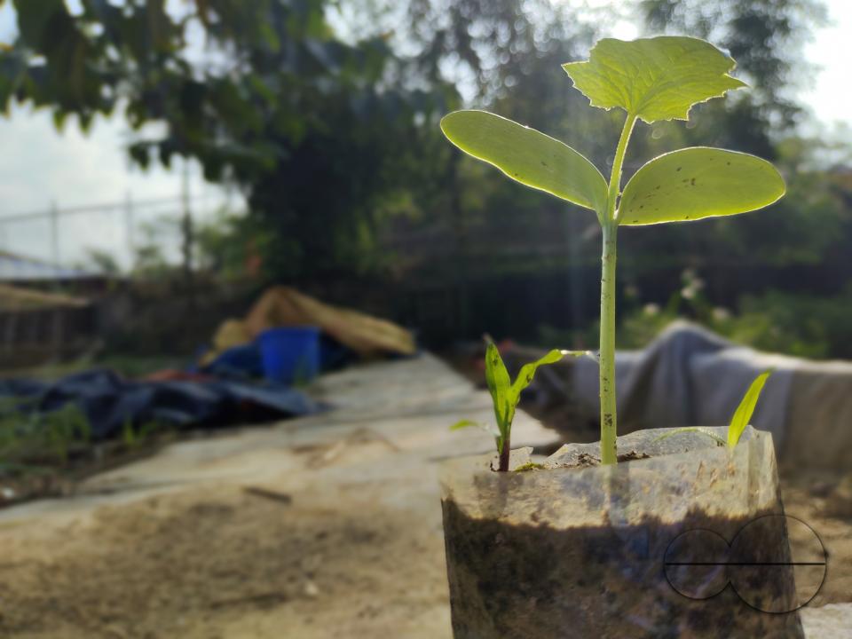 People plant vegetable and fruit trees for food at the Balukhali refugee camp