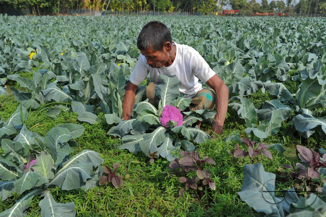 A young farmer with Valentina and Corotina, 2 varieties of cauliflower, which are Anti-diabetic and anti-cancer grown on his fields