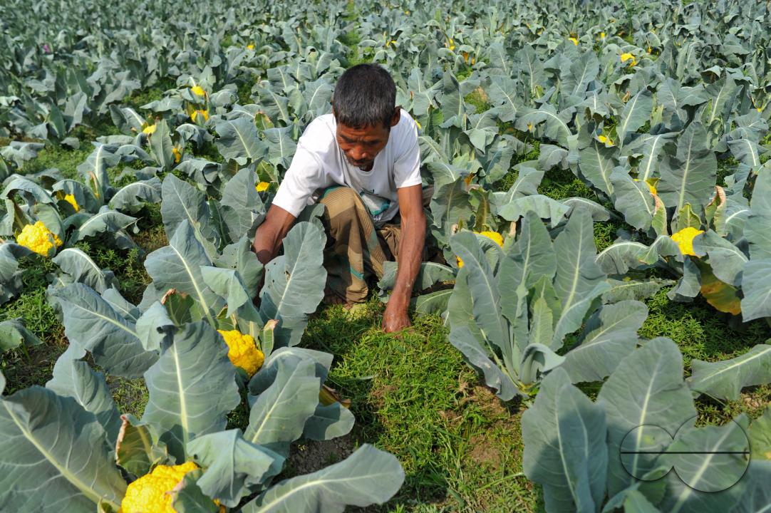 A young farmer with Valentina and Corotina, 2 varieties of cauliflower, which are Anti-diabetic and anti-cancer grown on his fields