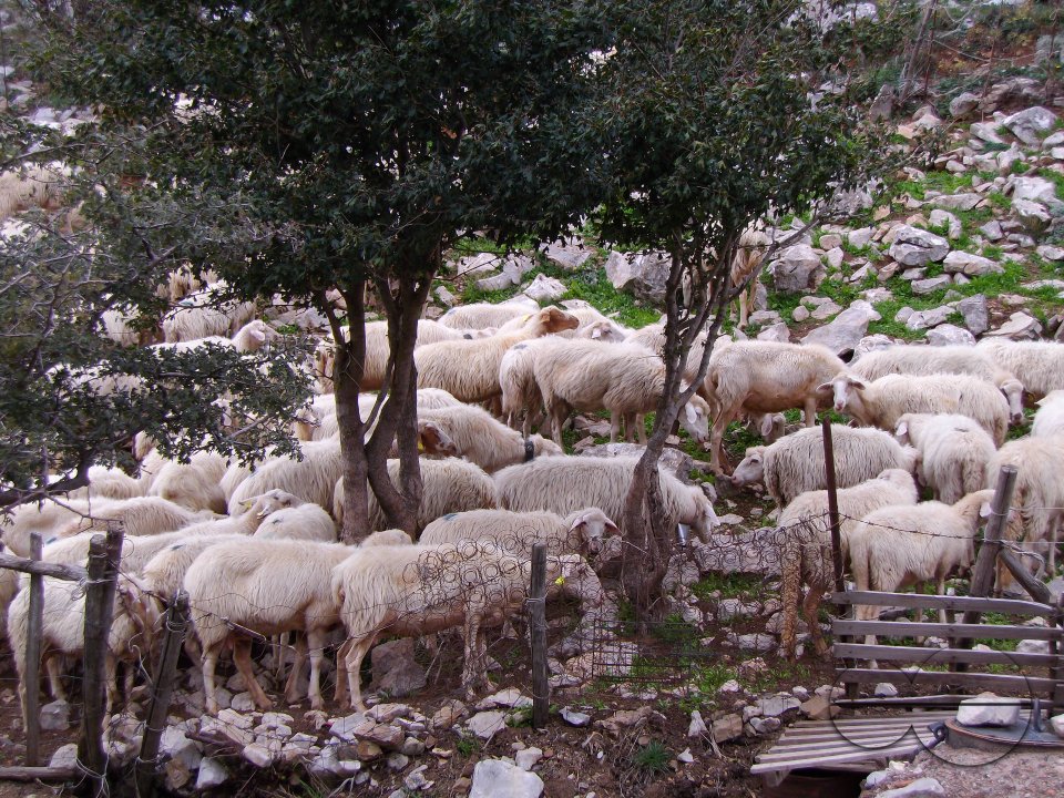 MWC036385