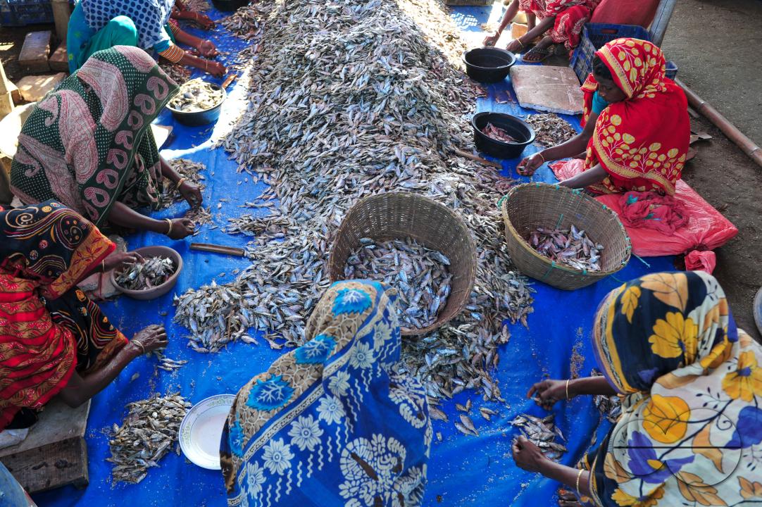 Workers are busy processing dried fish at the Lama Kazi area of Sylhet