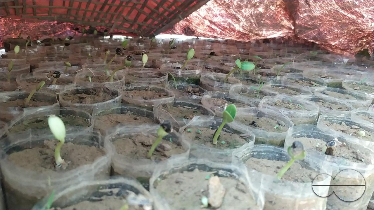 People plant vegetable and fruit trees for food at the Balukhali refugee camp
