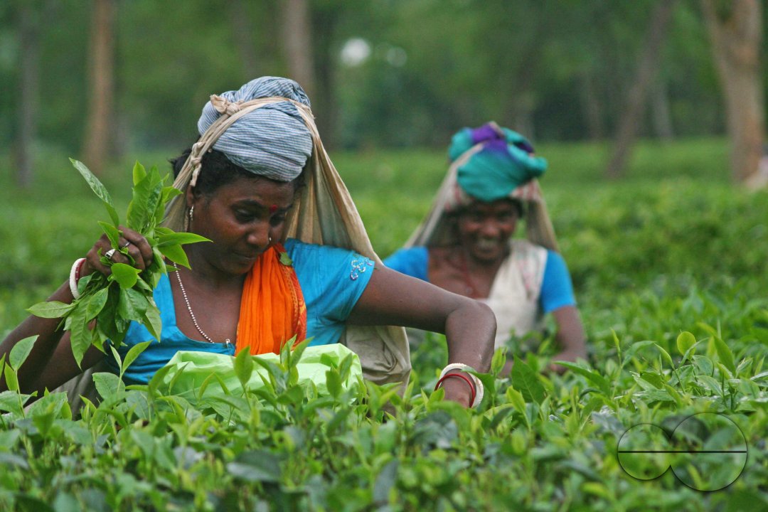 Preparation of emersion and the emersion of goddess Durga in Assam