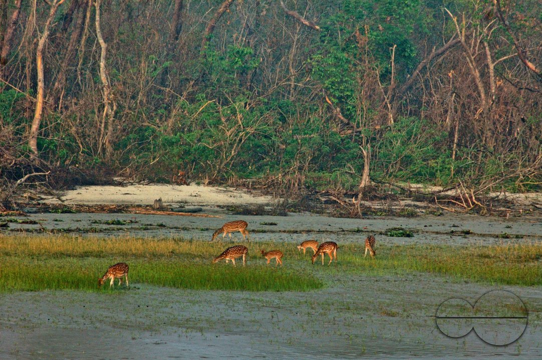 Sundarbans, Khulna, Bangladesh