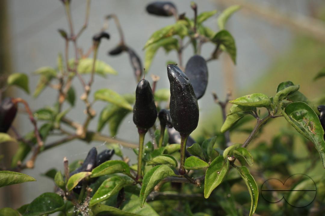 Black chili tree in Khulna, Bangladesh.