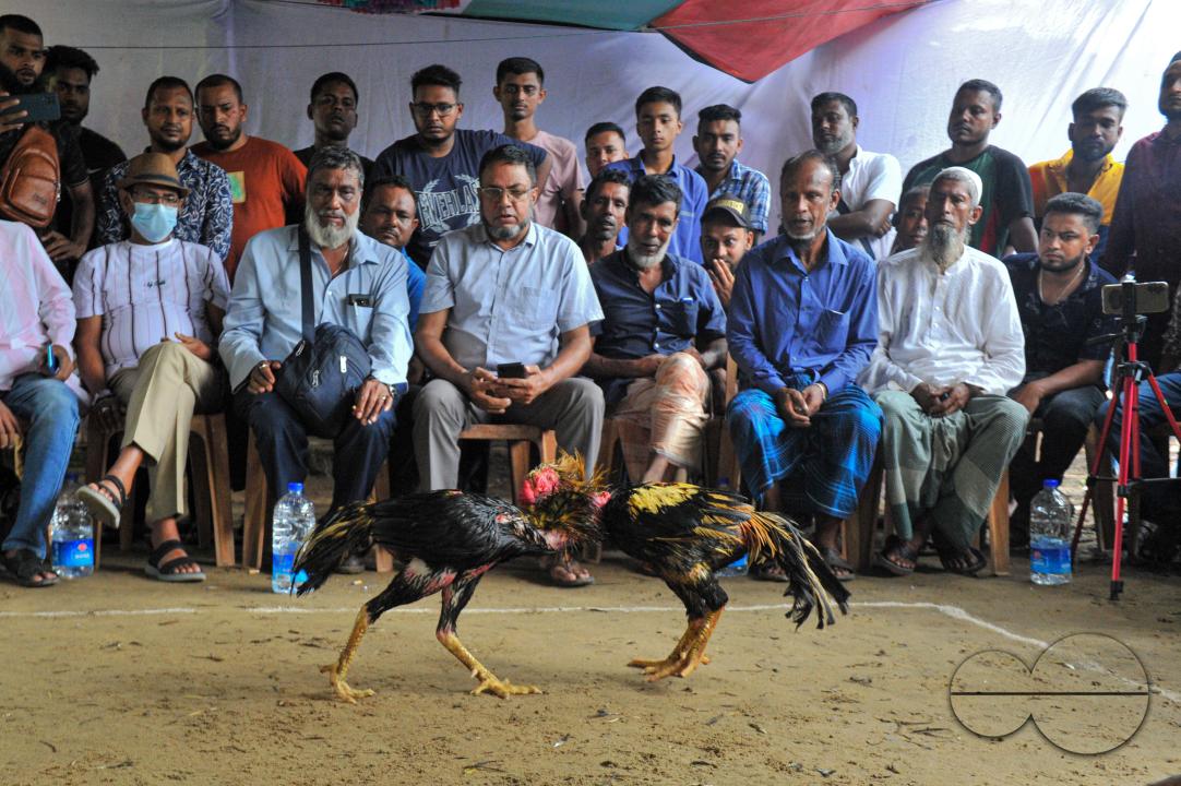 In a cockfight in Akhalia area of Sylhet city, two roosters are fighting