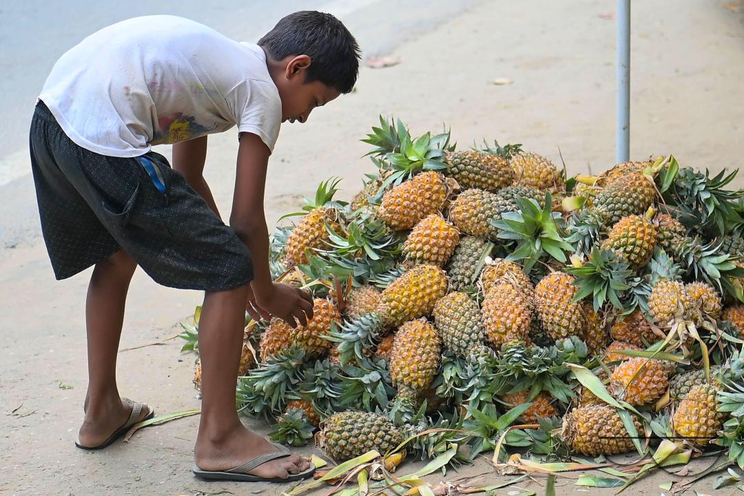People purchase pineapples, a renowned summer fruit of Tripura, from a vendor's stall at a bustling roadside fruit market in Agartala