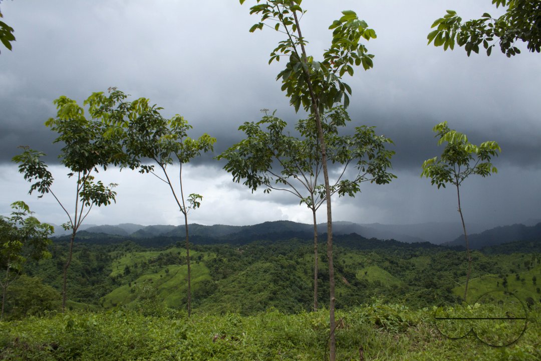 MWC020554